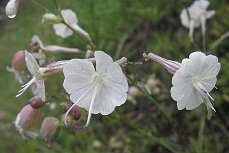 Silene italica \ Italienisches Leimkraut / Italian Campion, Kroatien/Croatia Plitvička 2.6.2006