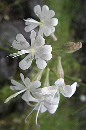 Silene italica \ Italienisches Leimkraut / Italian Campion, Kroatien/Croatia Plitvička 2.6.2006