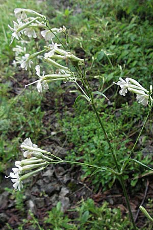 Silene italica \ Italienisches Leimkraut / Italian Campion, Kroatien/Croatia Plitvička 2.6.2006