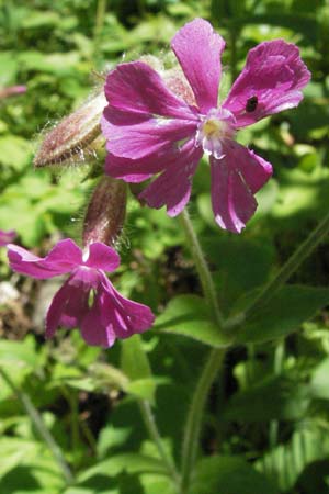 Silene dioica, Rote Lichtnelke