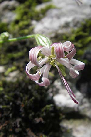 Silene nutans \ Nickendes Leimkraut, Kroatien Učka 28.6.2010