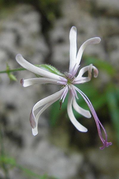 Silene nutans \ Nickendes Leimkraut / Nottingham Catchfly, Kroatien/Croatia Učka 29.6.2010