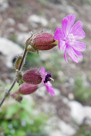 Silene dioica \ Rote Lichtnelke / Red Campion, Kroatien/Croatia Velebit 29.6.2010