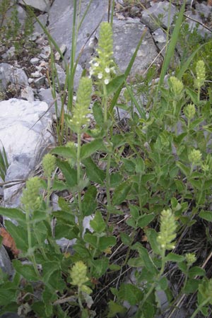 Teucrium arduini \ Feuer-Gamander / Arduino's Germander, Kroatien/Croatia Učka 17.7.2010