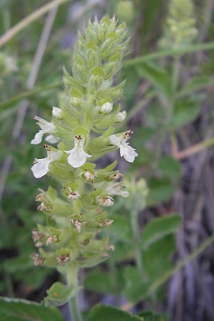 Teucrium arduini \ Feuer-Gamander / Arduino's Germander, Kroatien/Croatia Učka 17.7.2010