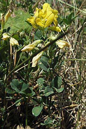 Medicago falcata \ Sichel-Klee / Sickle Medick, Kroatien/Croatia Istrien/Istria, Gračišće 15.7.2007