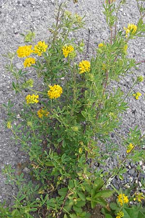 Medicago falcata \ Sichel-Klee, Kroatien Velebit 29.6.2010