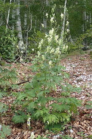 Aconitum lycoctonum subsp. neapolitanum \ Hahnenfublttriger Eisenhut, Kroatien Učka 12.8.2016