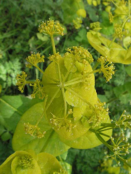 Smyrnium perfoliatum \ Durchwachsene Gelbdolde / Perfoliate Alexanders, Kroatien/Croatia Velebit 31.5.2006