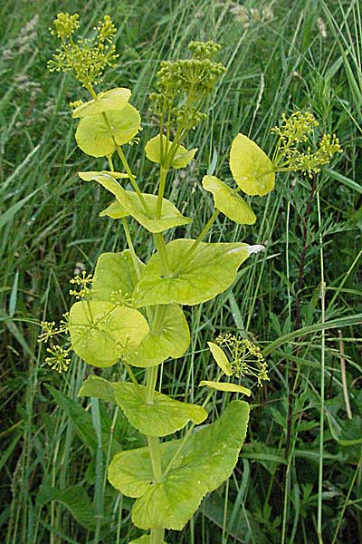 Smyrnium perfoliatum \ Durchwachsene Gelbdolde, Kroatien Plitvička 2.6.2006