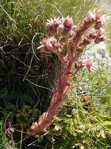 Sempervivum tectorum \ Dach-Hauswurz, Kroatien Učka 12.8.2016