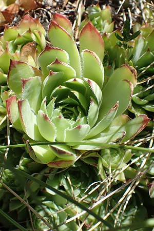 Sempervivum tectorum \ Dach-Hauswurz, Kroatien Učka 12.8.2016