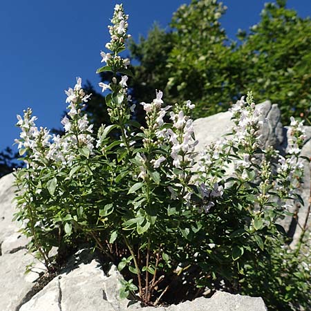 Clinopodium calamintha \ Kleinbltige Bergminze / Lesser Calamint, Kroatien/Croatia Risnjak 14.8.2016