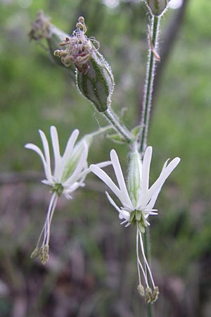 Silene nutans \ Nickendes Leimkraut / Nottingham Catchfly, Kroatien/Croatia Plitvička 1.6.2008