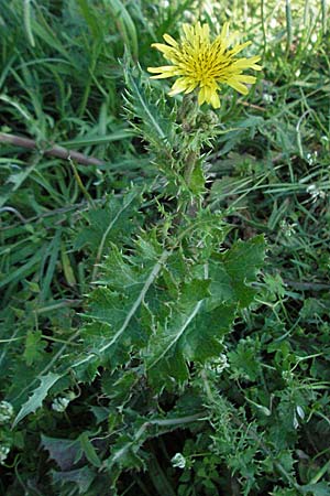 Sonchus asper \ Raue Gnsedistel / Prickly Sow-Thistle, Kroatien/Croatia Istrien/Istria, Premantura 31.5.2006