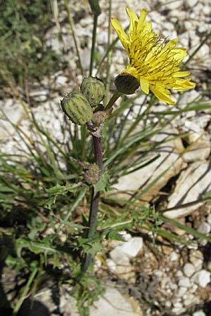 Sonchus asper / Prickly Sow-Thistle, Croatia Istria, Premantura 31.5.2006