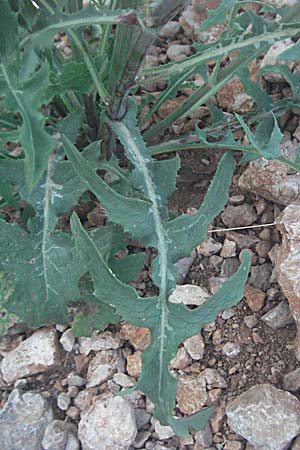 Sonchus oleraceus \ Kohl-Gnsedistel / Smooth Sow-Thistle, Kroatien/Croatia Senj 16.7.2007