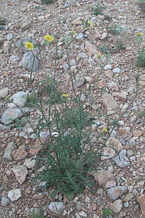 Sonchus oleraceus \ Kohl-Gnsedistel / Smooth Sow-Thistle, Kroatien/Croatia Senj 16.7.2007