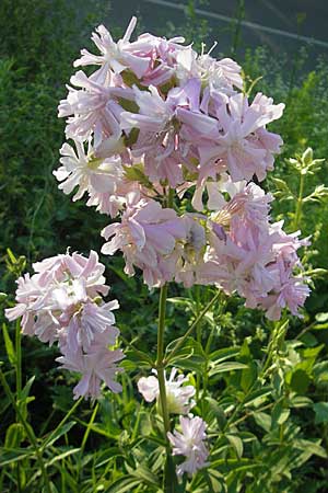 Saponaria officinalis / Soapwort, Croatia Istria, Ičići 29.6.2010