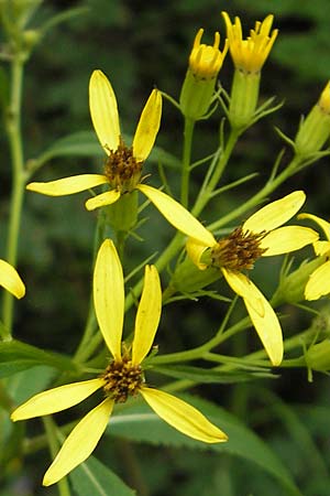 Senecio ovatus \ Fuchssches Greiskraut, Fuchs-Kreuzkraut / Woundwort, Wood Ragwort, Kroatien/Croatia Medvednica 18.7.2010