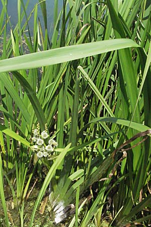 Sparganium erectum s.l. / Branched Bur-Reed, Croatia Otočac 18.7.2007