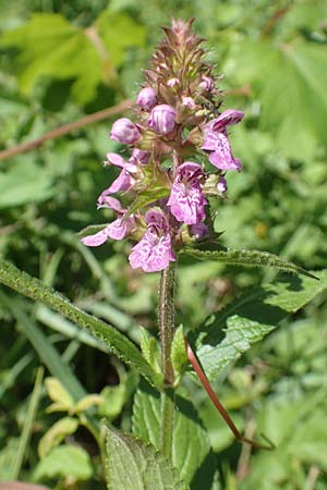 Stachys palustris \ Sumpf-Ziest / Marsh Woundwort, Kroatien/Croatia Istrien/Istria, Vrh 11.8.2016