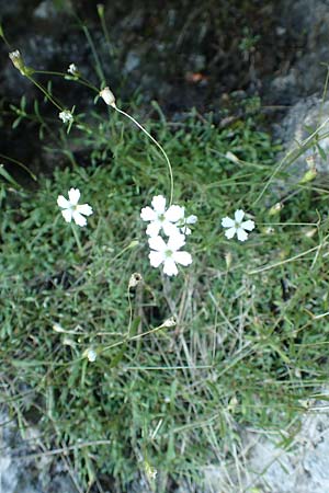 Silene pusilla \ Vierzhniger Strahlensame, Kleines Leimkraut / Alpine Catchfly, Kroatien/Croatia Risnjak 14.8.2016