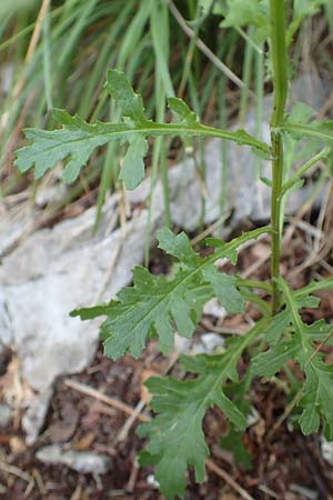 Senecio rupestris \ Felsen-Greiskraut / Rock Ragwort, Kroatien/Croatia Učka 12.8.2016