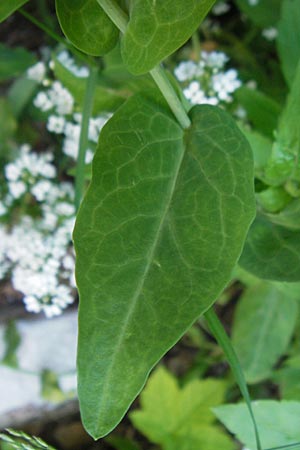 Peltaria alliacea \ Scheibenschtchen / Garlic Cress, Kroatien/Croatia Učka 28.6.2010