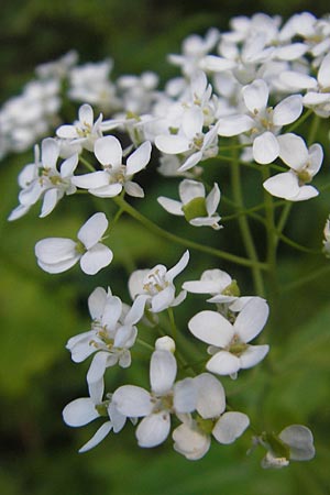 Peltaria alliacea \ Scheibenschtchen, Kroatien Učka 28.6.2010