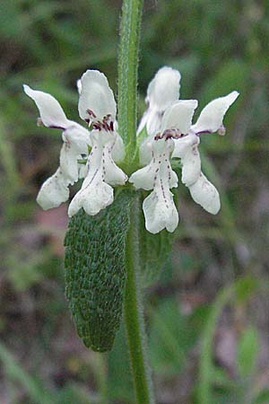 Stachys recta / Yellow Woundwort, Croatia Istria, Poreč 26.5.2006