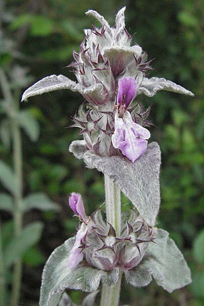 Stachys cretica \ Kretischer Ziest / Mediterranean Woundwort, Kroatien/Croatia Istrien/Istria, Poreč 28.5.2006