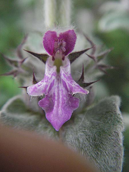 Stachys cretica \ Kretischer Ziest / Mediterranean Woundwort, Kroatien/Croatia Istrien/Istria, Poreč 28.5.2006