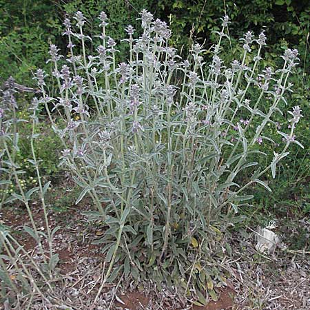 Stachys cretica \ Kretischer Ziest / Mediterranean Woundwort, Kroatien/Croatia Istrien/Istria, Poreč 28.5.2006