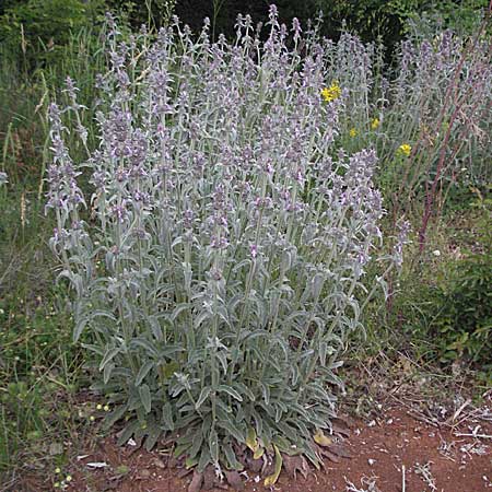 Stachys cretica \ Kretischer Ziest / Mediterranean Woundwort, Kroatien/Croatia Istrien/Istria, Poreč 28.5.2006