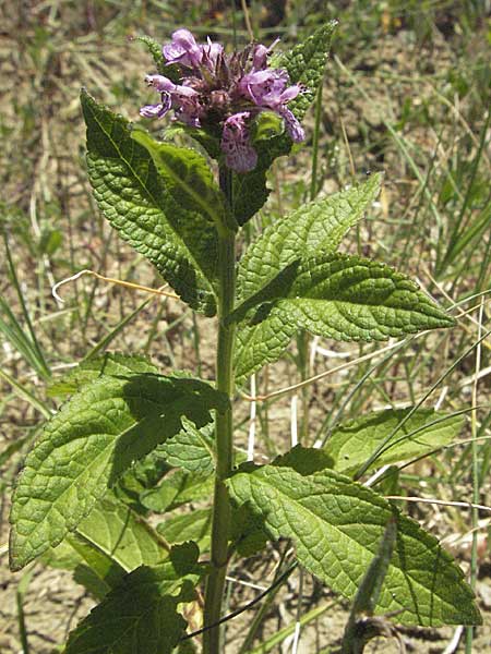 Stachys palustris / Marsh Woundwort, Croatia Istria, Gračišće 15.7.2007