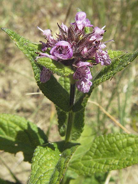 Stachys palustris \ Sumpf-Ziest / Marsh Woundwort, Kroatien/Croatia Istrien/Istria, Gračišće 15.7.2007