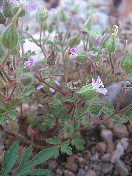 Geranium purpureum / Little Robin, Lesser Herb Robert, Croatia Senj 16.7.2007