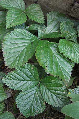 Rubus saxatilis \ Steinbeere, Kroatien Velebit Zavizan 17.7.2007