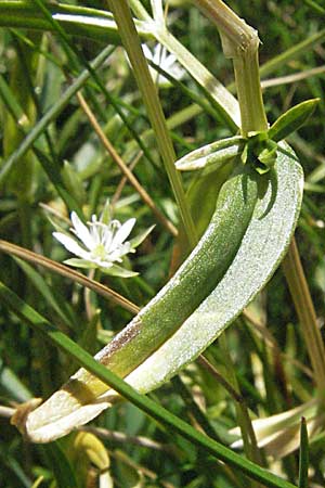 Stellaria graminea \ Gras-Sternmiere, Kroatien Velebit Zavizan 17.7.2007