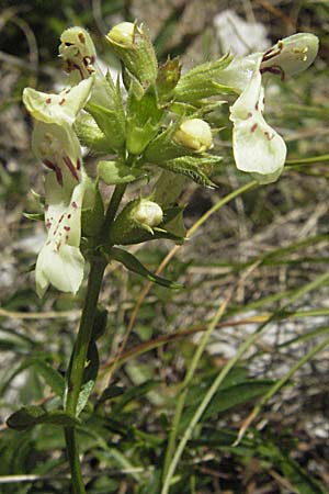 Stachys subcrenata \ Karst-Ziest, Schwachgezhnter Ziest, Kroatien Gola Plješevica 18.7.2007