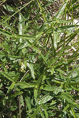 Stachys subcrenata \ Karst-Ziest, Schwachgezhnter Ziest / Dalmatian Woundwort, Kroatien/Croatia Gola Plješevica 18.7.2007