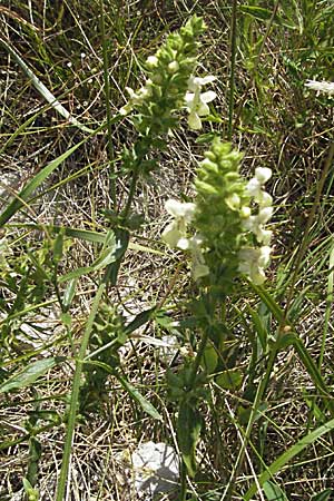 Stachys subcrenata \ Karst-Ziest, Schwachgezhnter Ziest / Dalmatian Woundwort, Kroatien/Croatia Gola Plješevica 18.7.2007