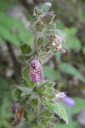 Stachys alpina \ Alpen-Ziest / Limestone Woundwort, Kroatien/Croatia Plitvička 19.7.2007