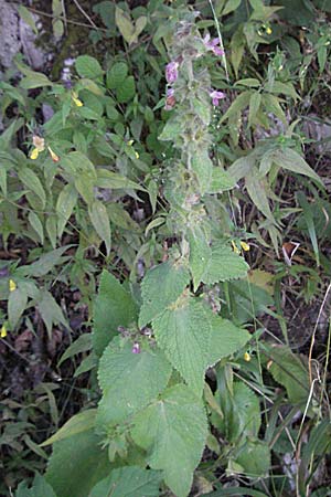 Stachys alpina \ Alpen-Ziest / Limestone Woundwort, Kroatien/Croatia Plitvička 19.7.2007