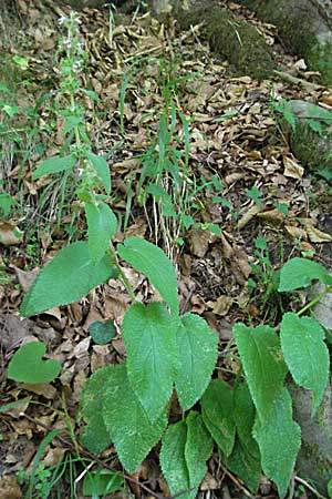 Stachys alpina \ Alpen-Ziest / Limestone Woundwort, Kroatien/Croatia Plitvička 19.7.2007