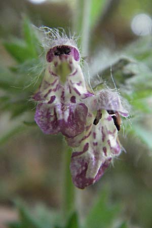 Stachys alpina \ Alpen-Ziest / Limestone Woundwort, Kroatien/Croatia Plitvička 19.7.2007