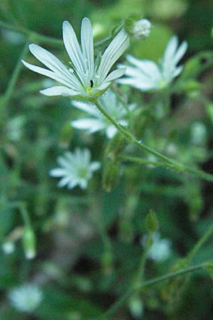 Cerastium sylvaticum \ Wald-Hornkraut, Kroatien Učka 14.7.2007