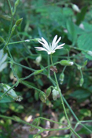 Cerastium sylvaticum \ Wald-Hornkraut, Kroatien Učka 14.7.2007