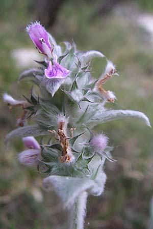 Stachys cretica \ Kretischer Ziest / Mediterranean Woundwort, Kroatien/Croatia Krka 3.6.2008